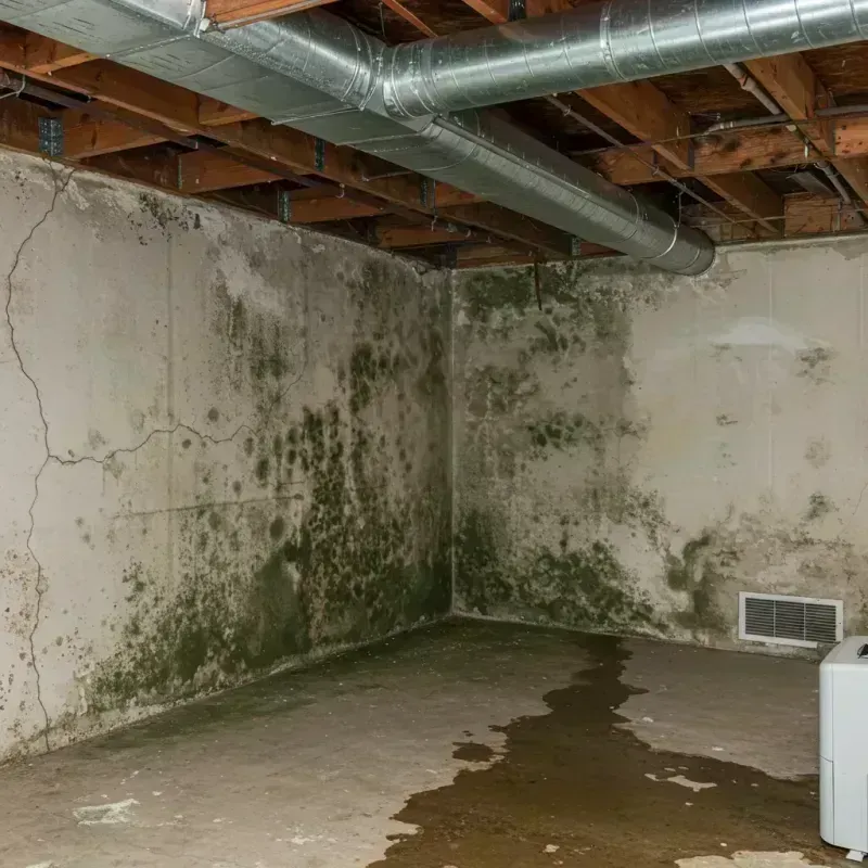 Professional Mold Removal in Evans, CO